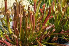 Sarracenia rubra ssp rubra 4