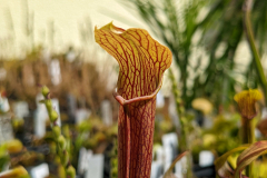 Sarracenia rubra ssp rubra 1