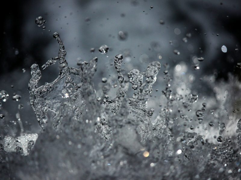 Welches Wasser für fleischfressende Pflanzen?