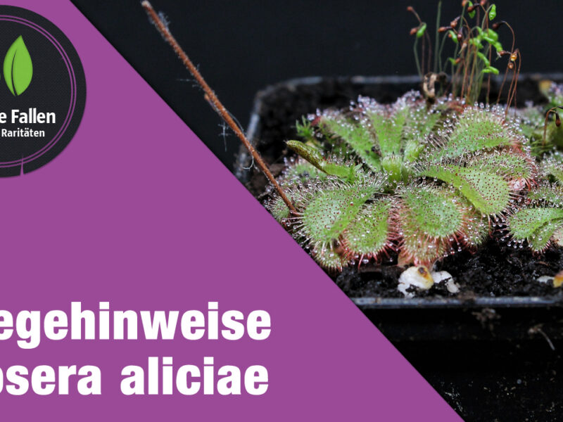Pflegehinweise Drosera aliciae