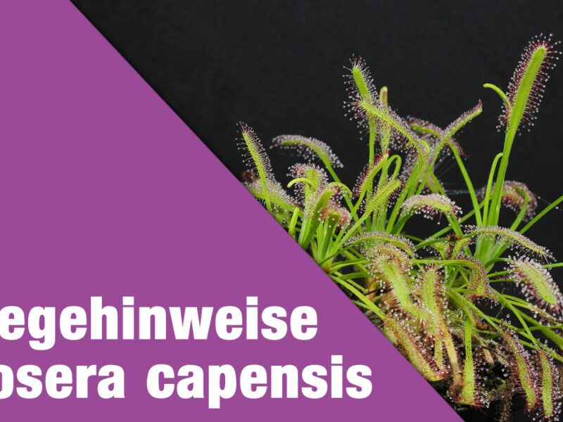 Pflegehinweise Drosera capensis