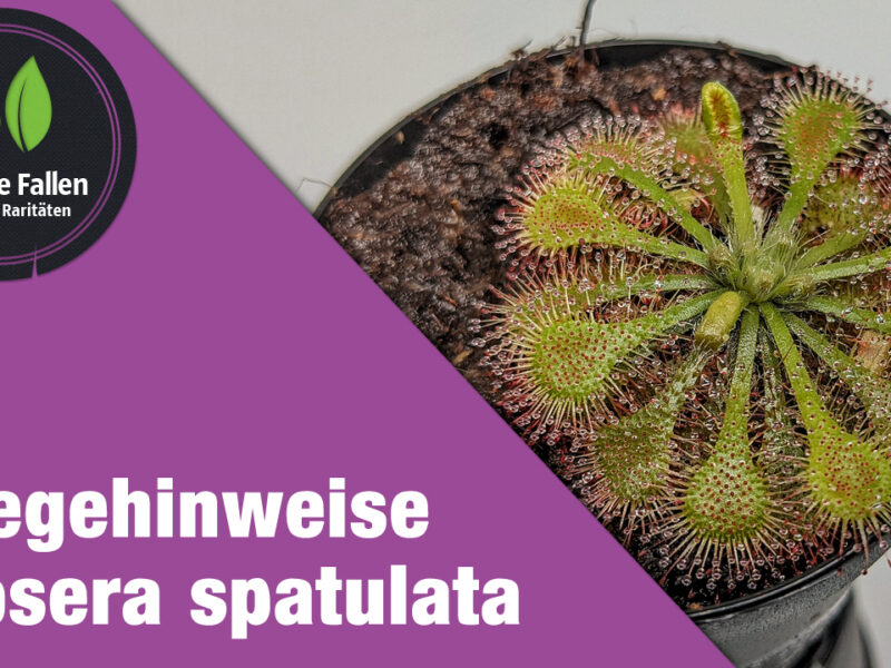 Pflegehinweise Drosera spatulata