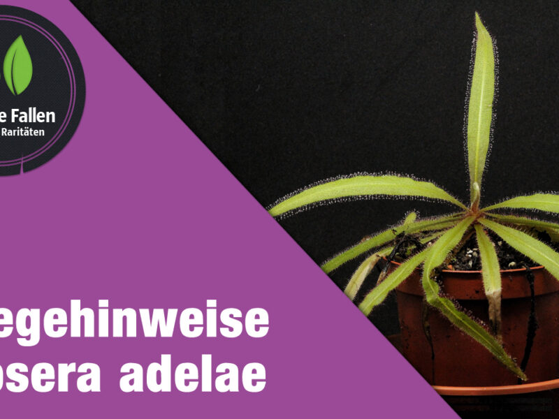 Pflegehinweise Drosera adelae