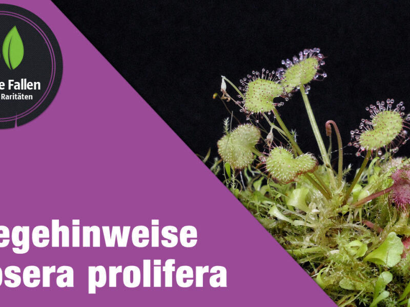 Pflegehinweise Drosera prolifera