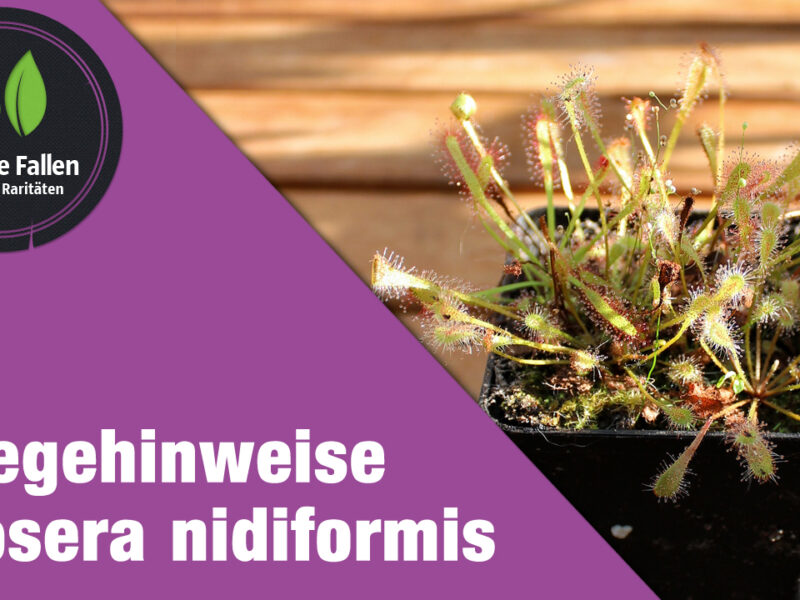 Pflegehinweise Drosera nidiformis