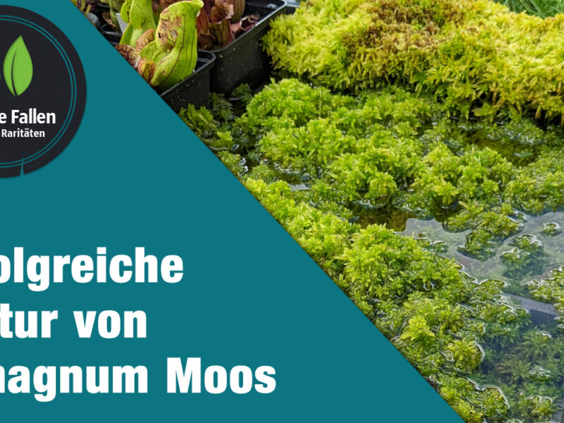 Die erfolgreiche Kultur von Sphagnum Moos