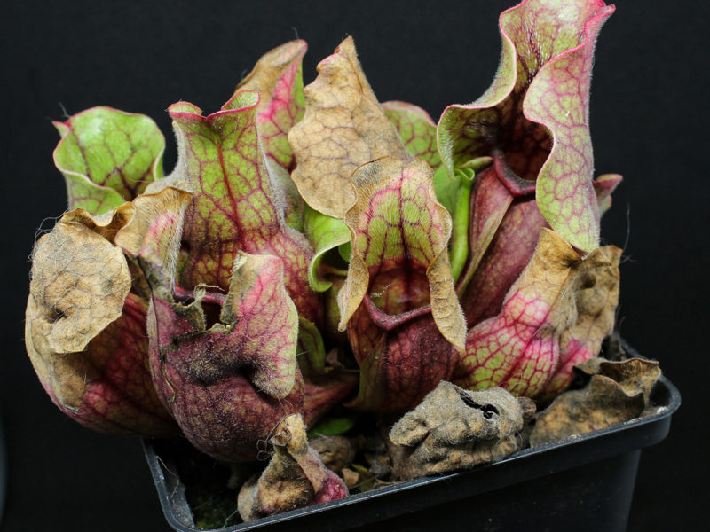 Pflegehinweise Sarracenia purpurea