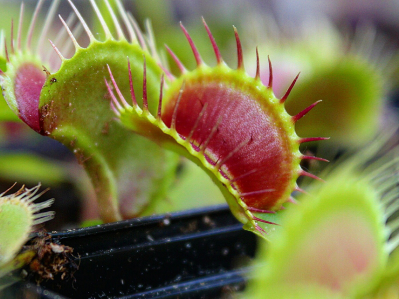 Pflegehinweise Venusfliegenfalle