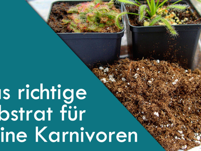 Das richtige Substrat für fleischfressende Pflanzen