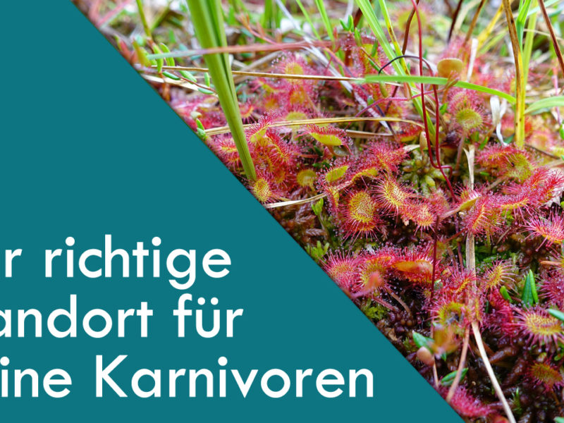 Der richtige Standort für deine Karnivoren