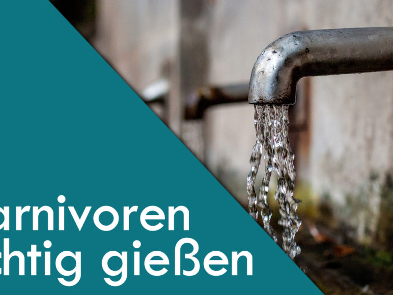 Fleischfressende Pflanzen richtig gießen