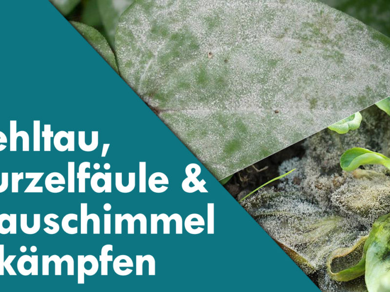 Krankheiten fleischfressender Pflanzen