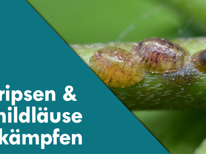 Thripsen und Schildläuse bei Karnivoren