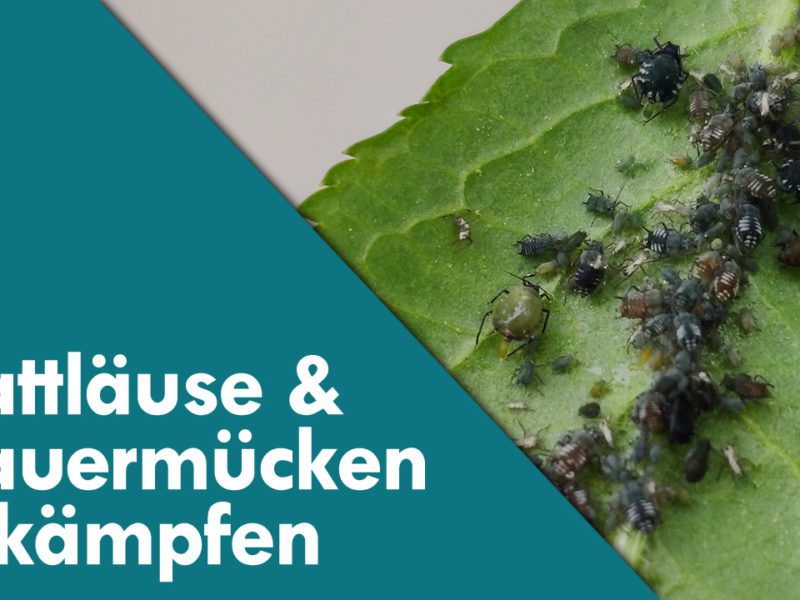 Blattläuse und Trauermücken bei Karnivoren