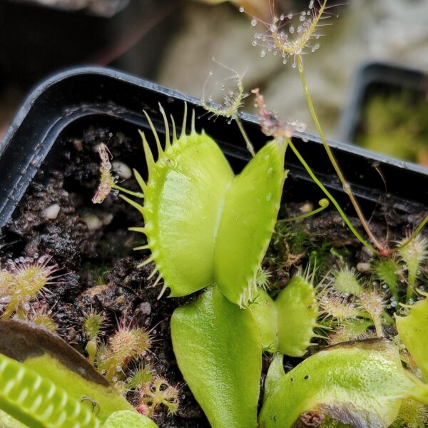 Venus-FliegenfalleGreen Swamp-Grüner Sumpf Dionaea muscipula 10 Samen/inkl.Karnivorenerde 