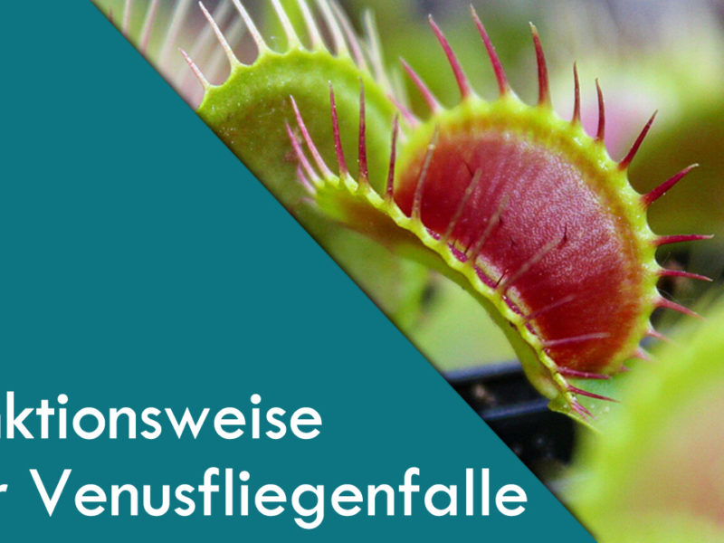 Funktionsweise der Venusfliegenfalle