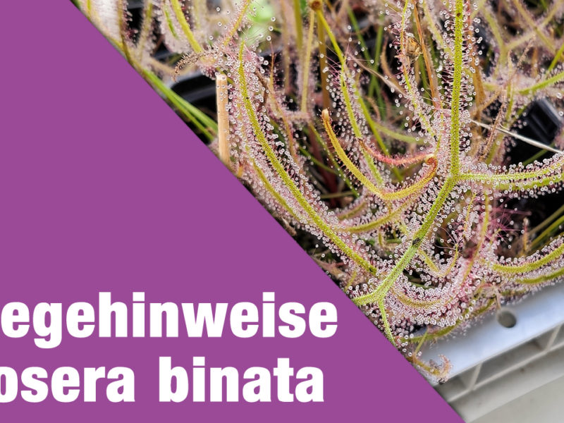 Pflegehinweise Drosera binata