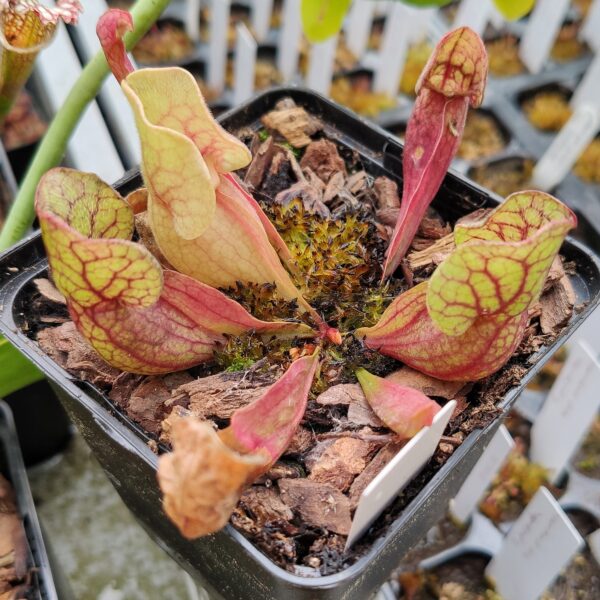 Sarracenia purpurea ssp venosa 16082021