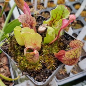 Sarracenia purpurea ssp venosa 2 16082021