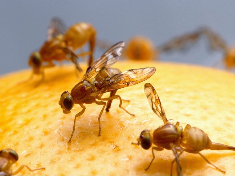 Probleme mit Fruchtfliegen?