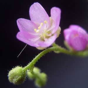 Blüte Drosera madagascariensis, Foto: Dennis Barthel