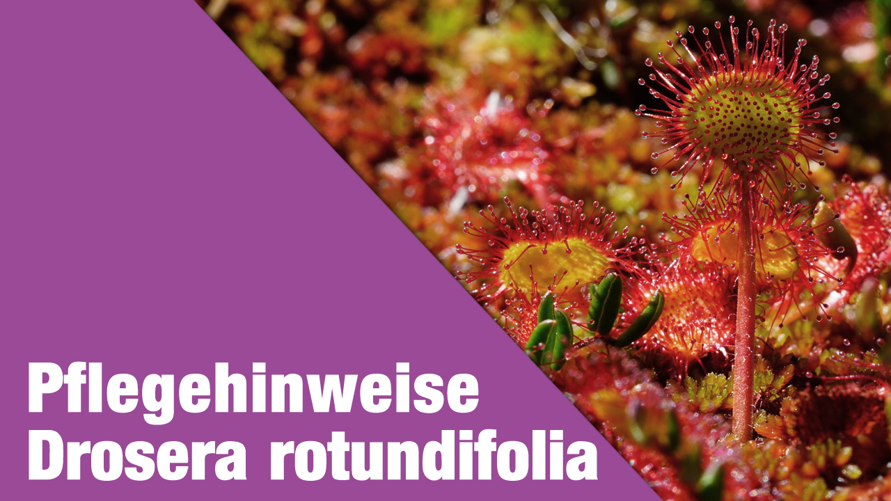Pflegehinweise Drosera rotundifolia