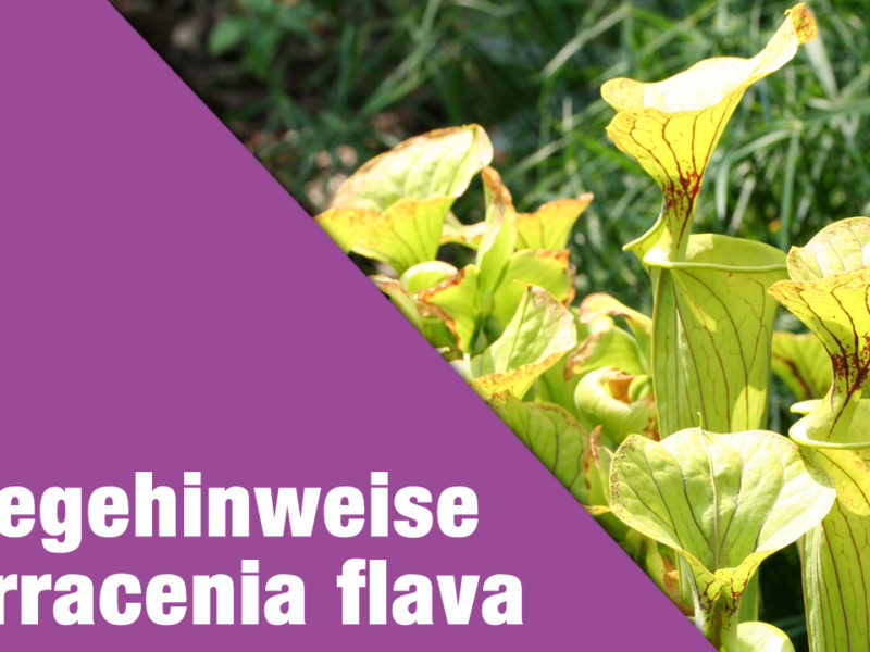 Pflegehinweise Sarracenia flava var. flava