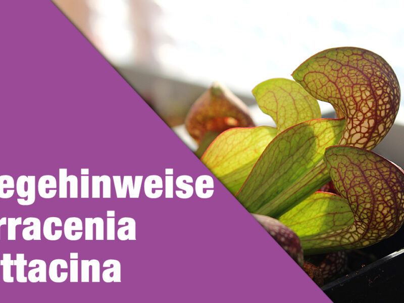 Pflegehinweise Sarracenia psittacina