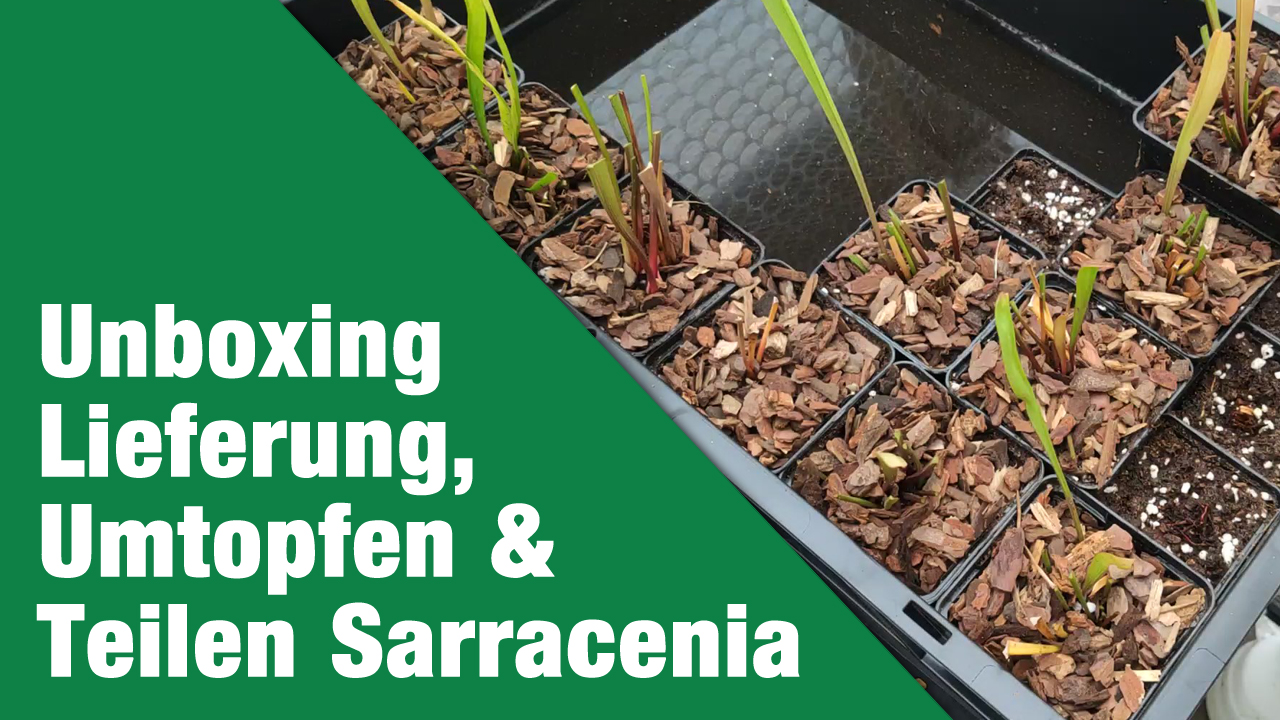 Unboxing Lieferung, Umtopfen & Teilen Sarracenia
