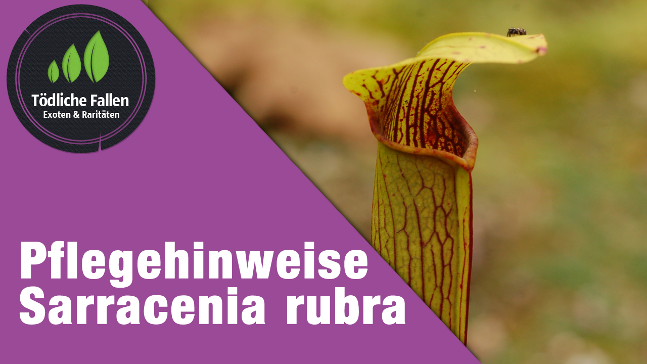 Pflegehinweise Sarracenia rubra (spec.)