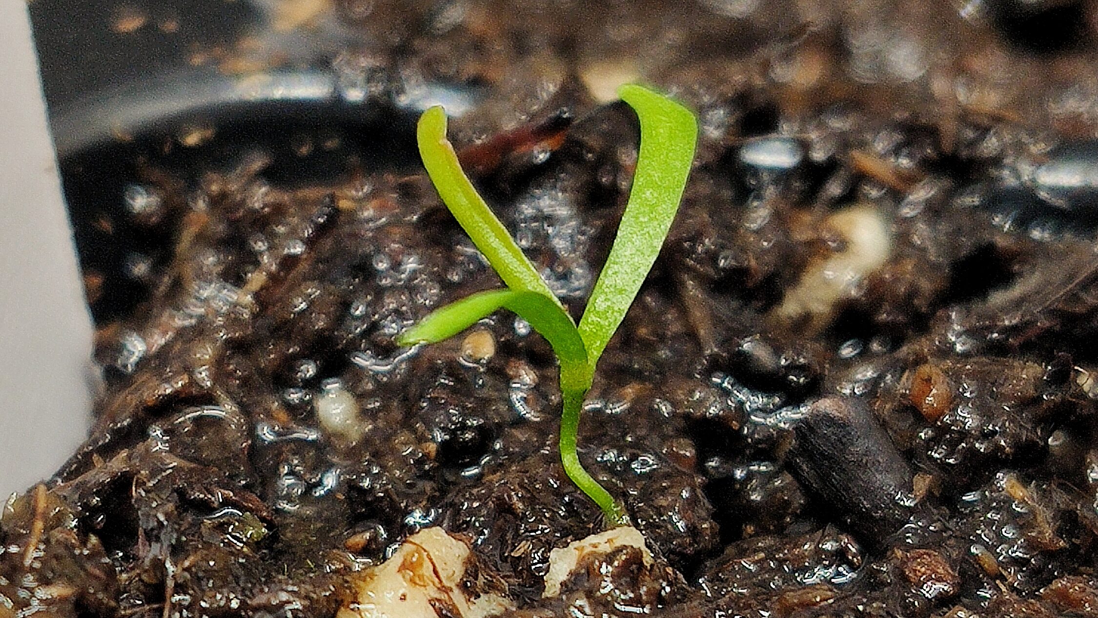 Sarracenia purpurea Samen Keimung