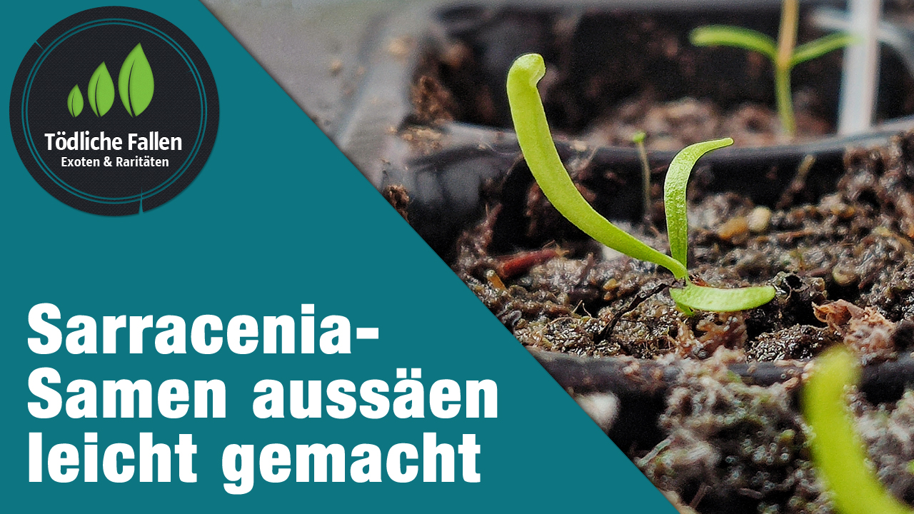 Sarracenia-Samen aussäen leicht gemacht