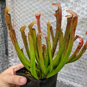 Sarracenia rubra ssp rubra