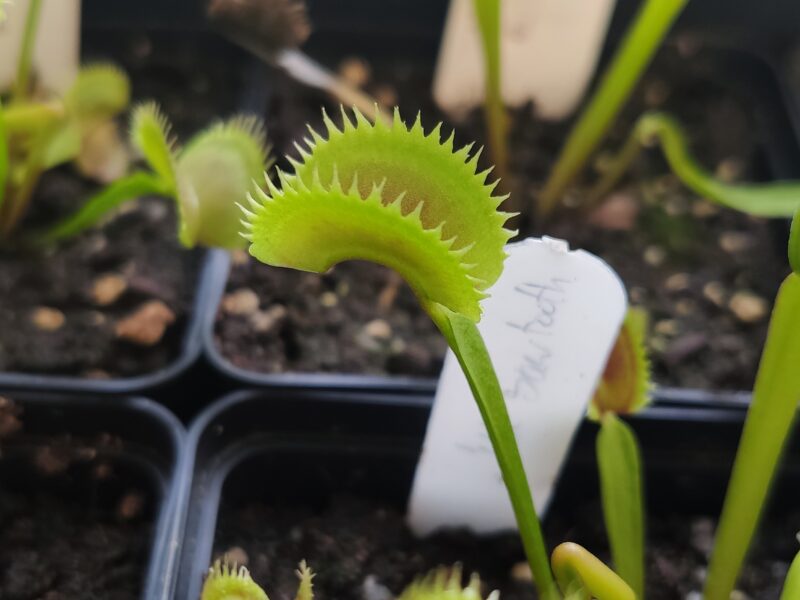 Dionaea muscipula ‚UK Sawtooth 1