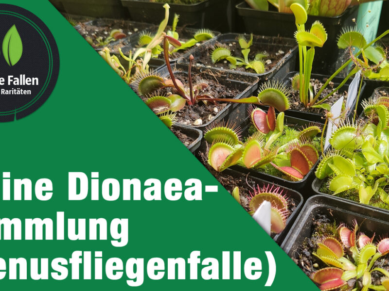 Meine bescheidene Dionaea-Sammlung