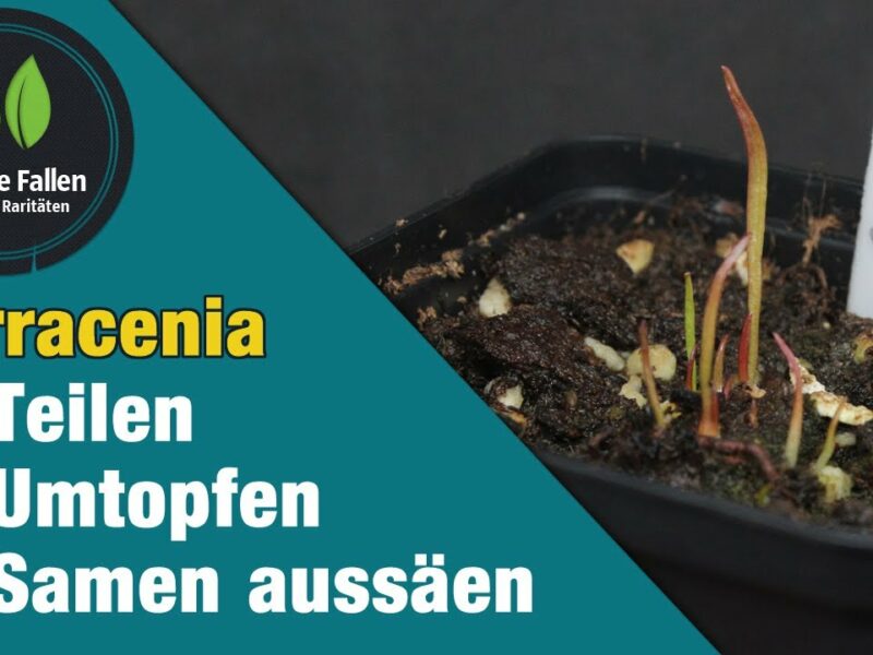 Sarracenia vermehren durch Teilung & Samen