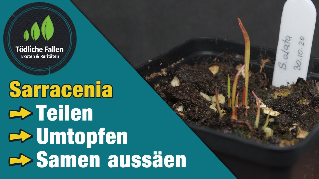 Sarracenia vermehren durch Teilung & Samen