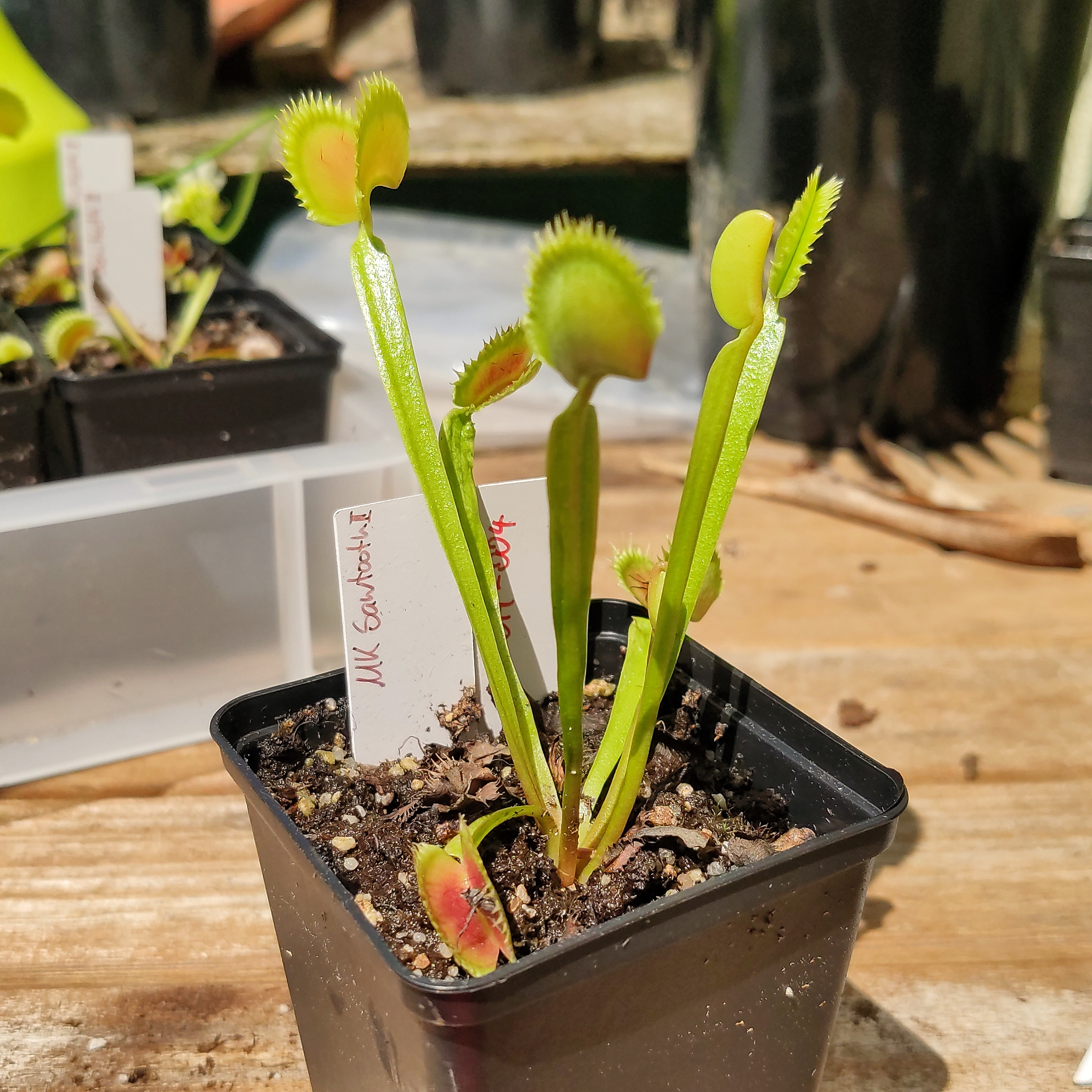 Dionaea muscipula "Dingley Giant" fleischfressende Pflanzen,karnivoren 