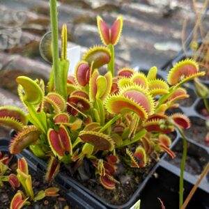 Dionaea muscipula 'UK Sawtooth 2