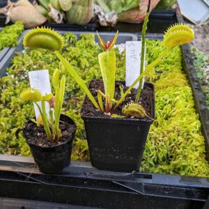 Dionaea muscipula UK sawtooth 2