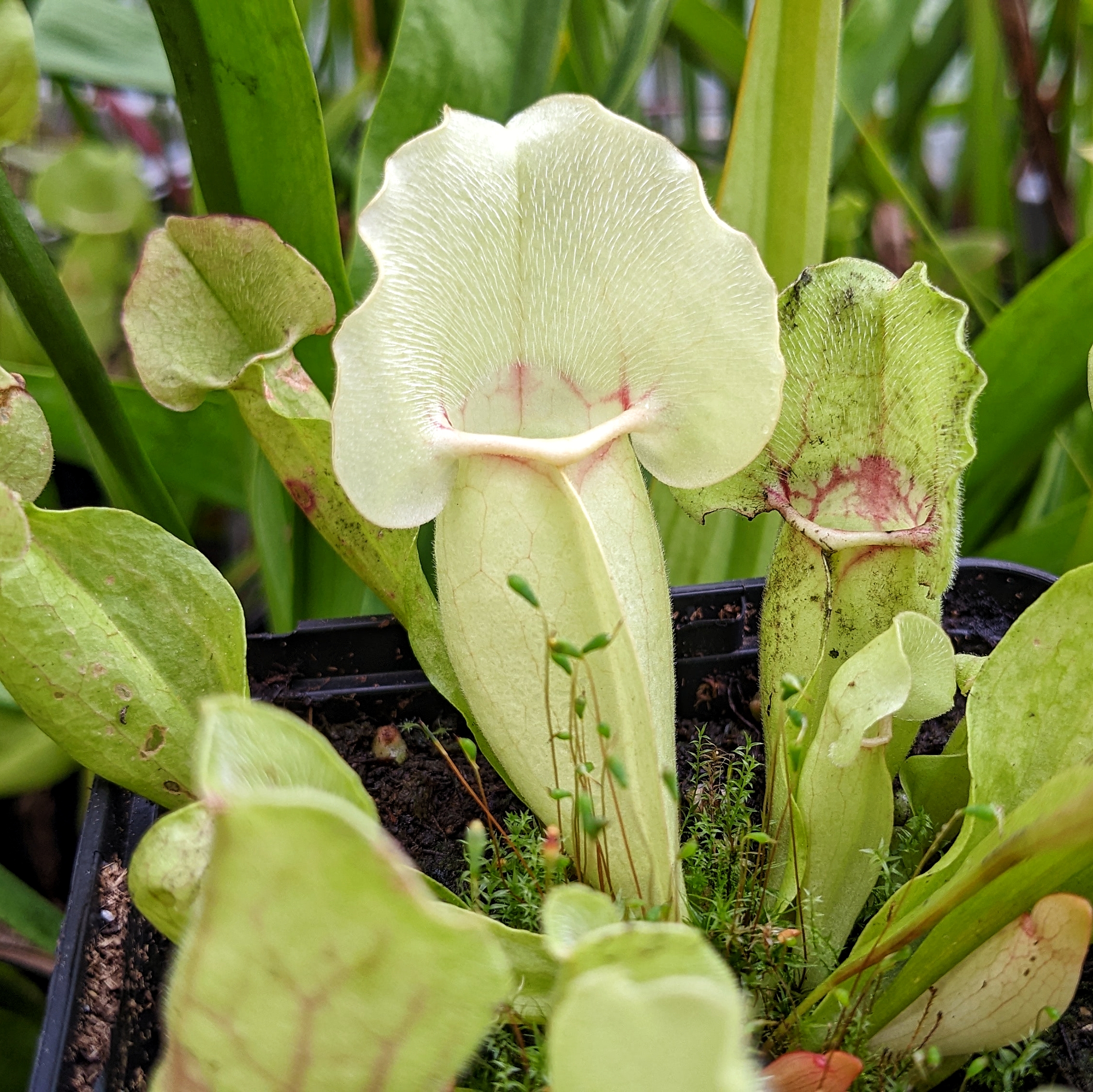 Sarracenia purpurea ssp. venosa 'ghost