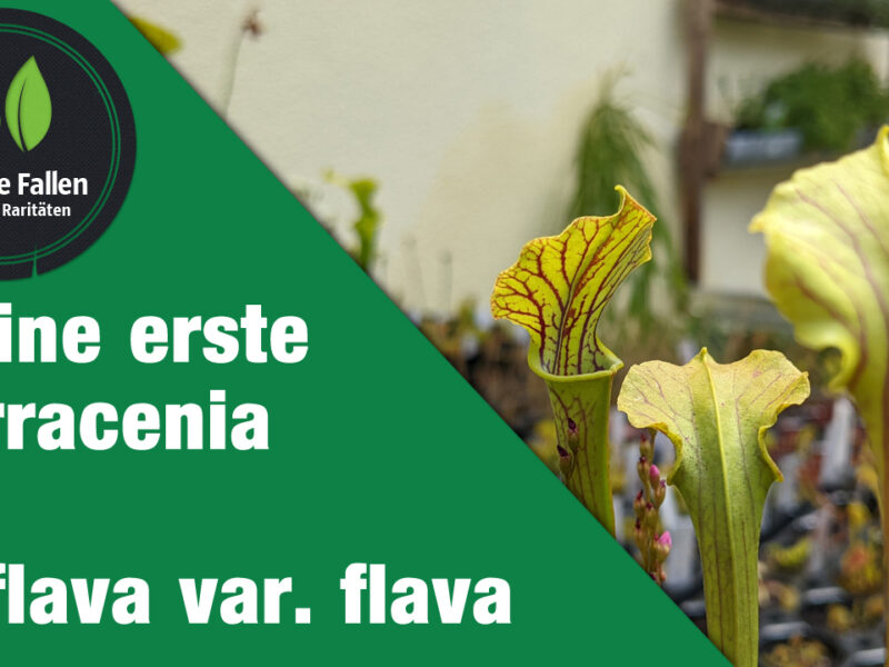 Meine erste Sarracenia (S. flava var. flava)