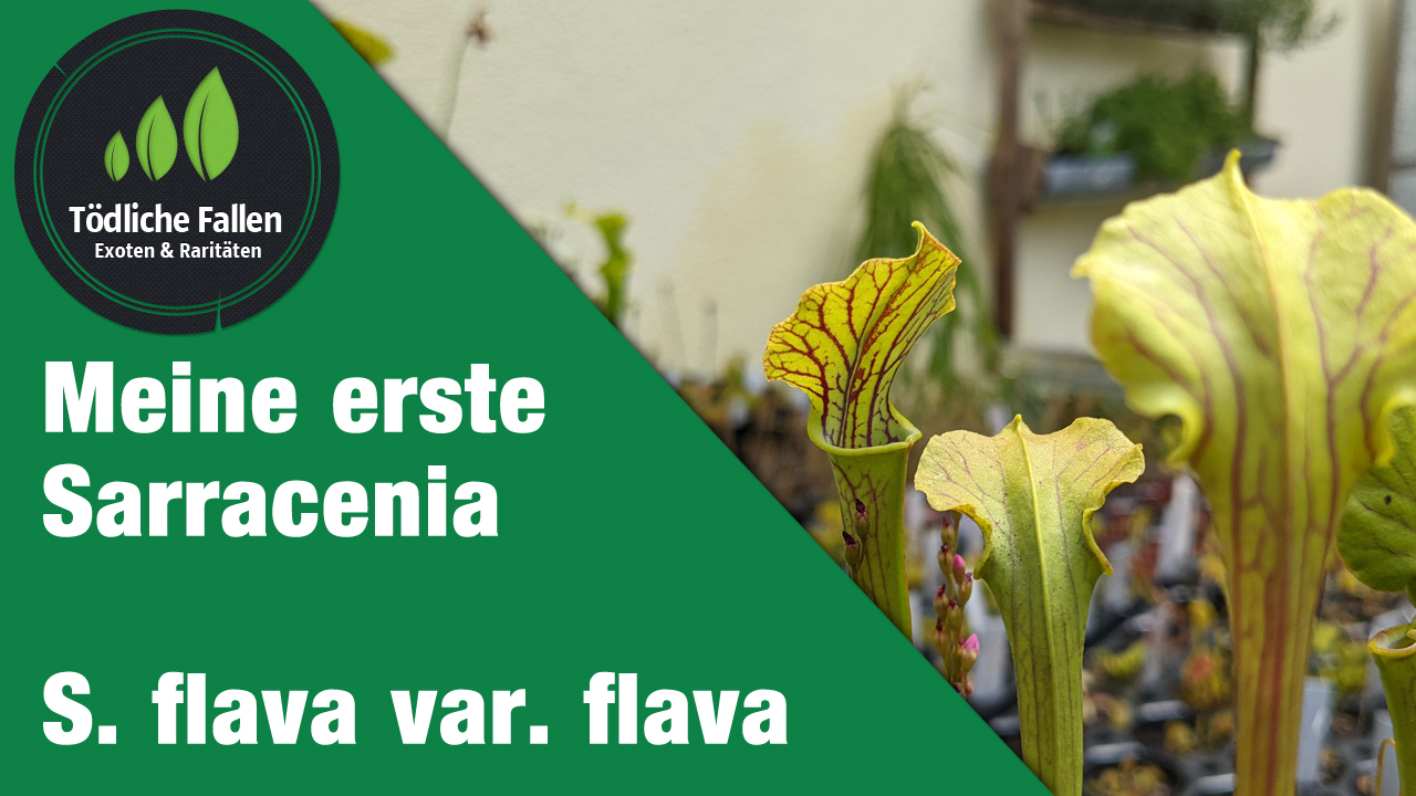 Meine erste Sarracenia (S. flava var. flava)