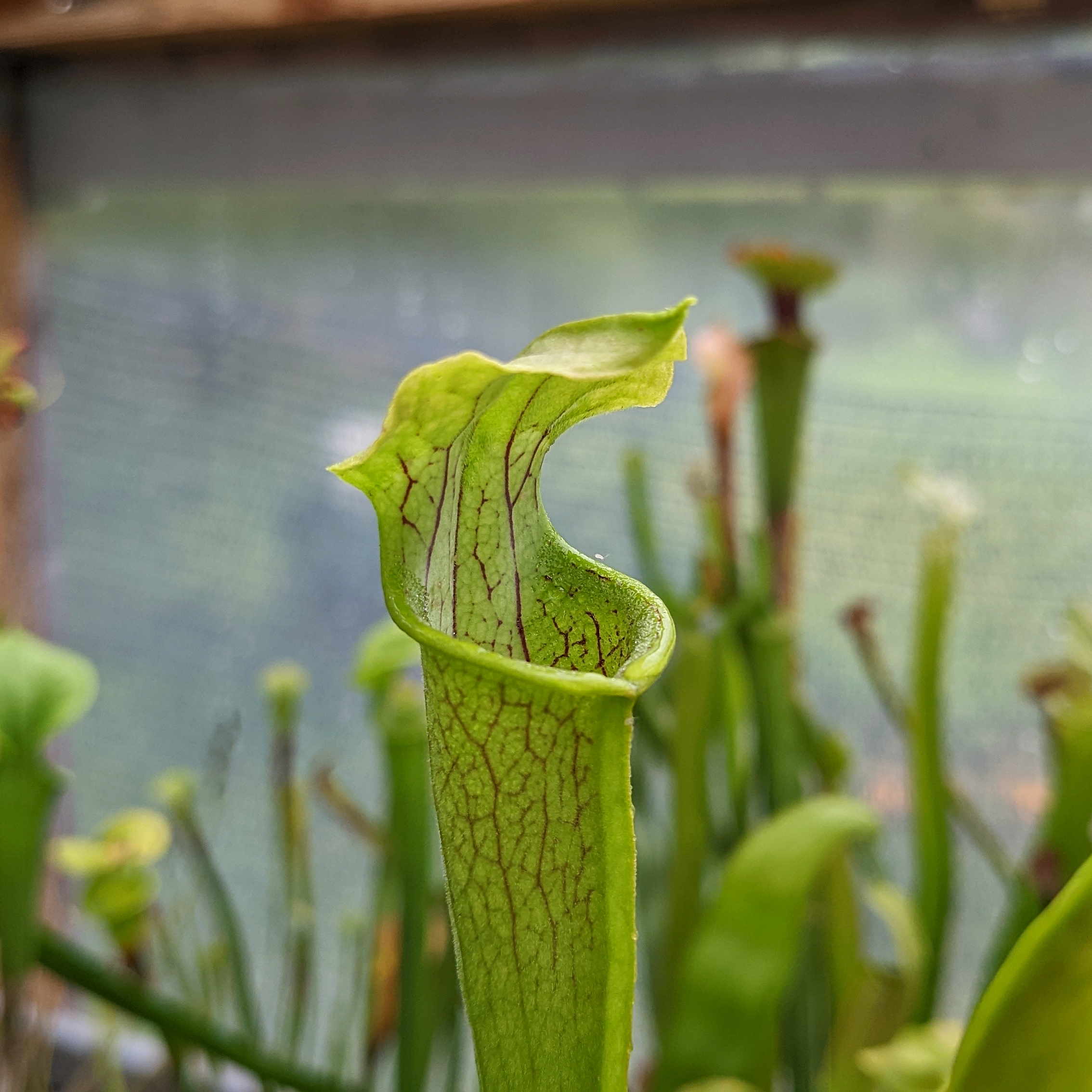 Sarracenia rubra ssp. wherryi