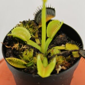 Dionaea muscipula GJ Schuppenstiel