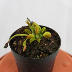Dionaea muscipula belzebub