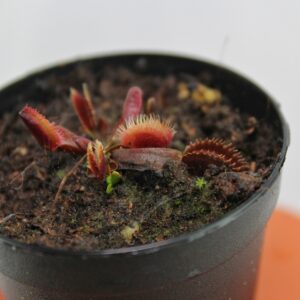Dionaea muscipula red sawtooth