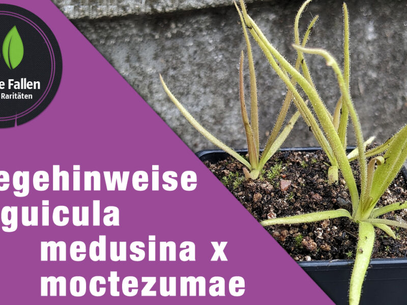 Pflegehinweise Pinguicula medusina x moctezumae