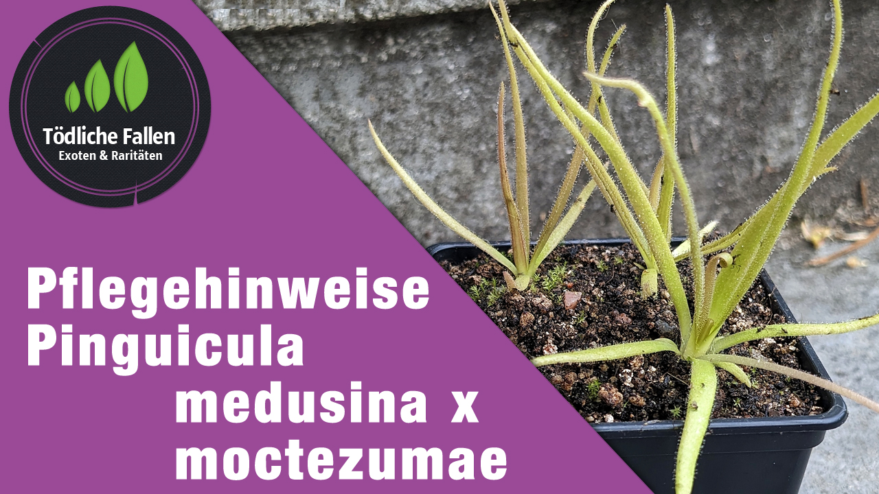 Pflegehinweise Pinguicula medusina x moctezumae