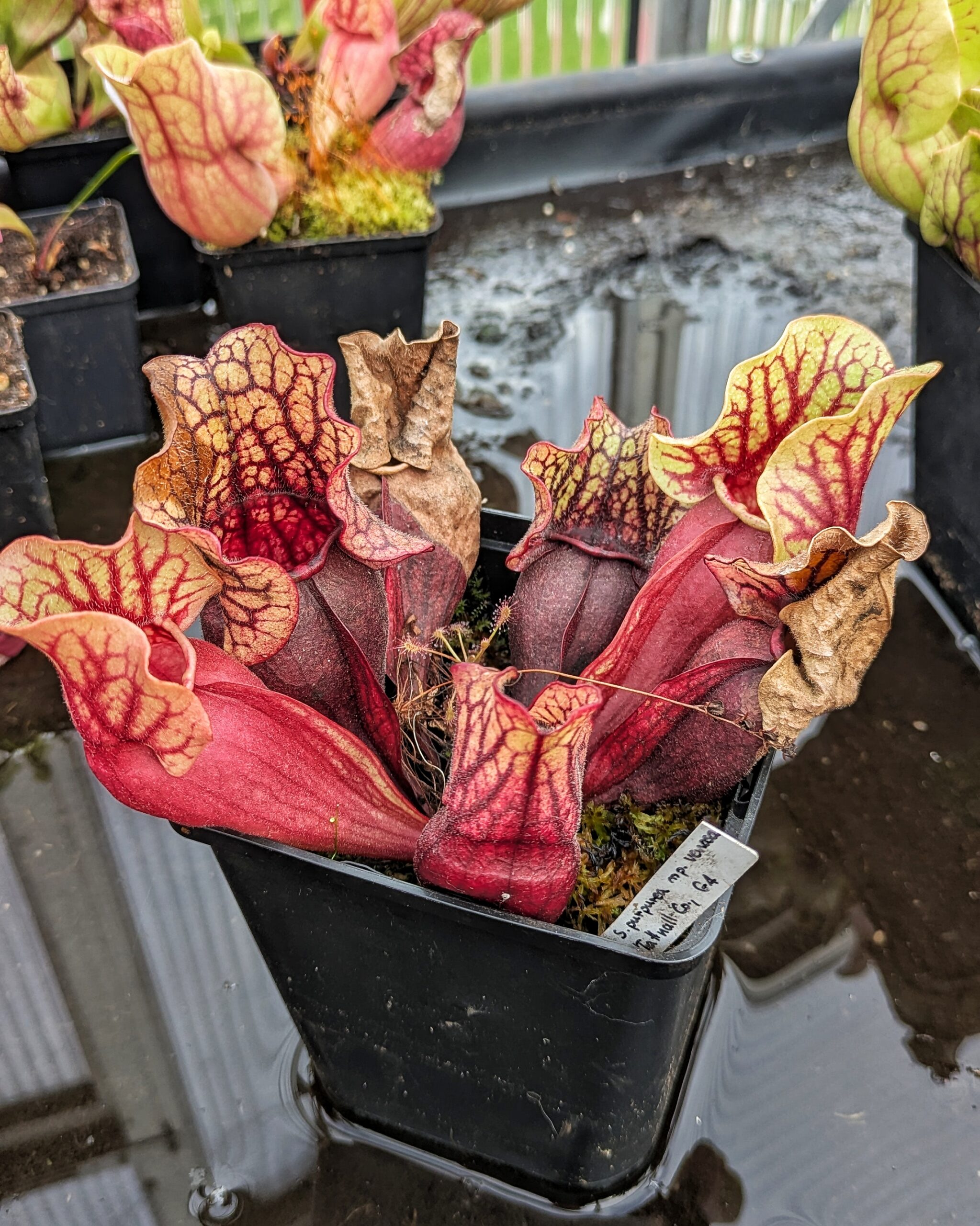 Sarracenia purpurea ssp. venosa - Tattnall Co., GA – Bild 2